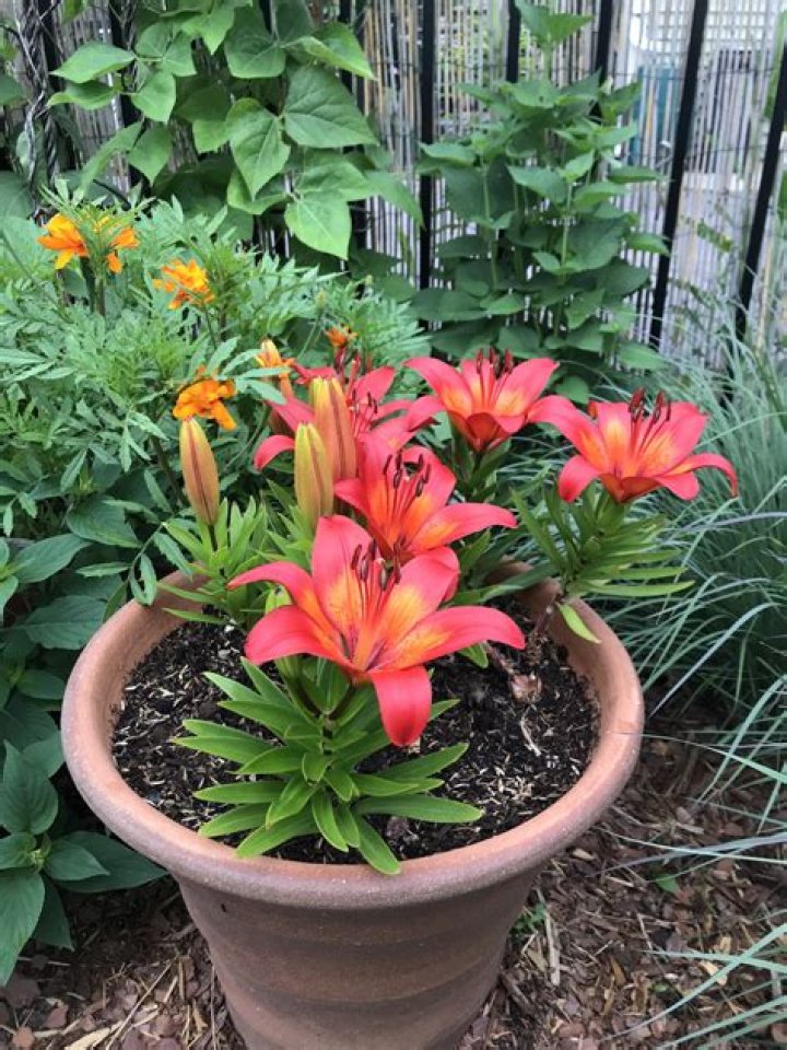 What do you feed lilies in pots?