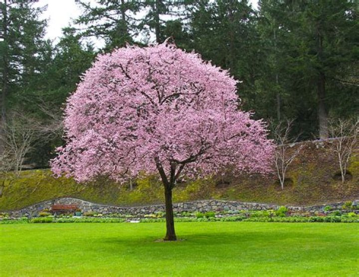 What does a flowering plum tree look like?