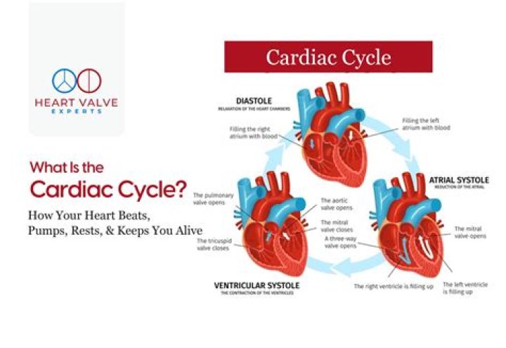 What does cardiac cycle mean?