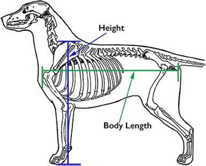 What does high specific gravity mean in dogs?