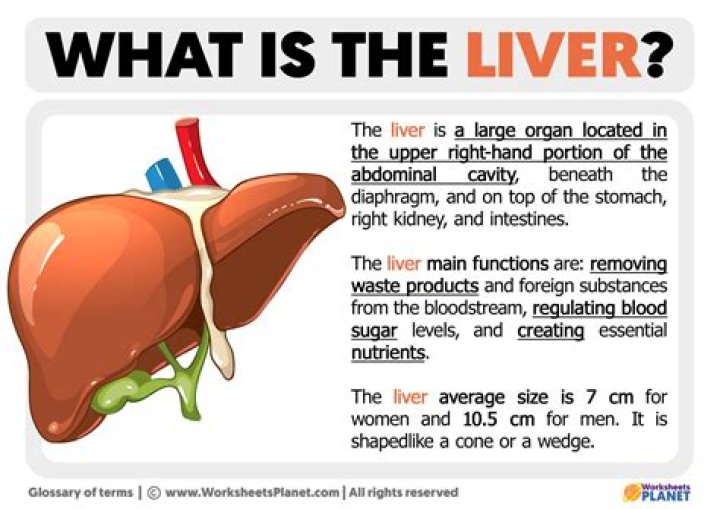 What does mild heterogeneous liver mean?