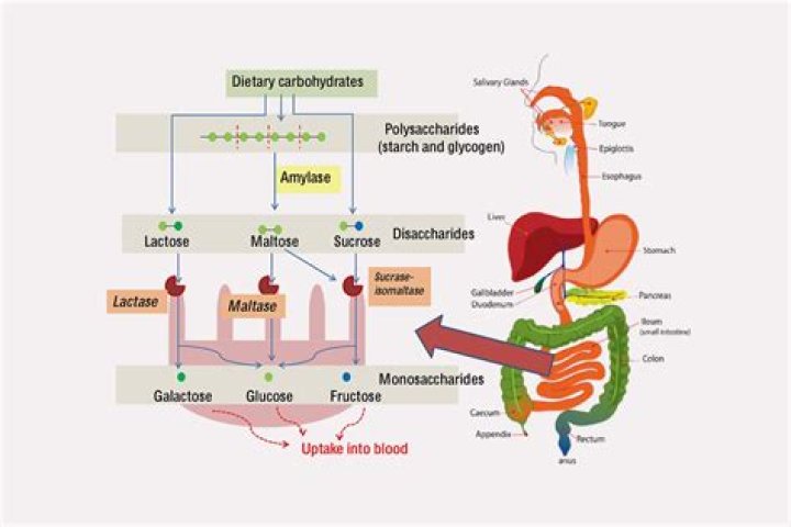 What does Sucrase do in the body?