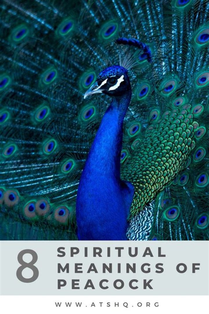 What does the peacock symbolize in China?