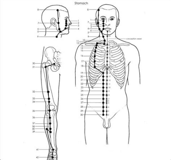 What does the stomach meridian do?