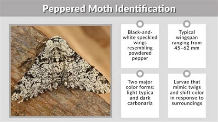 What eats the peppered moth?
