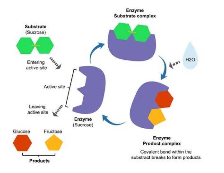 What enzyme protects telomeres?