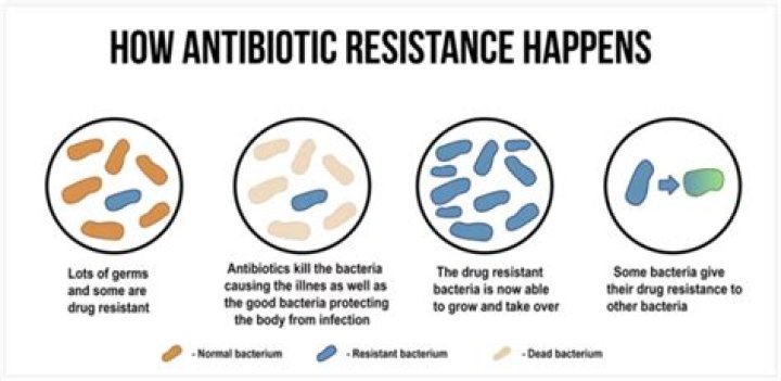 What happens if bacteria becomes resistant to antibiotics?
