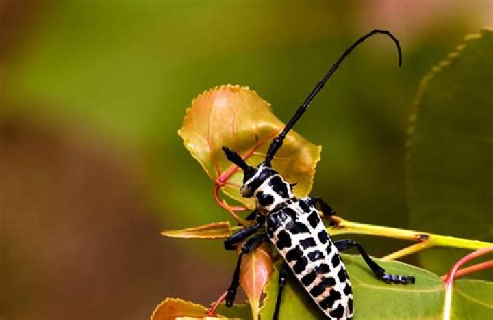 What is a black and white Beetle?