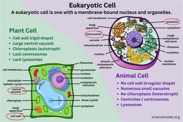 What is a eukaryotic cell simple definition?