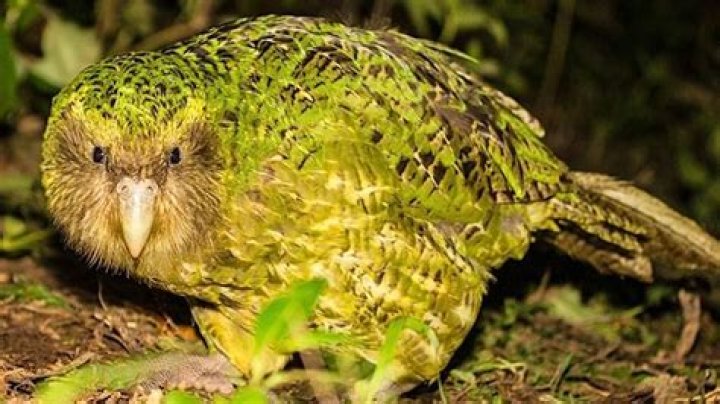 What is a rare flightless parrot in New Zealand?