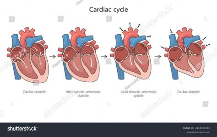 What is cardiac cycle Class 11?
