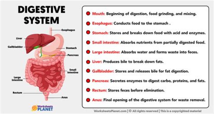What is digestive system and its functions?