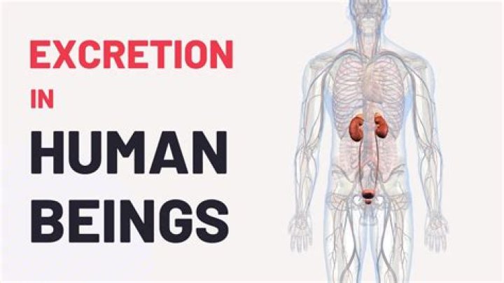 What is excretion in human beings?