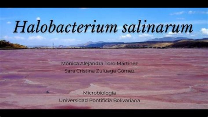 What is halobacterium Salinarum common name?