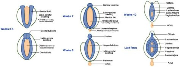What is inside the labia majora?