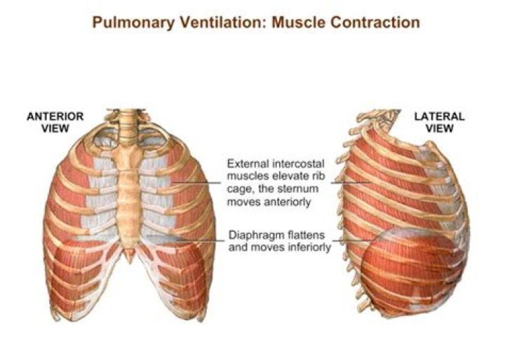 What is IPV in respiratory?