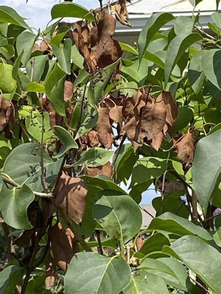 What is killing my poplar trees?