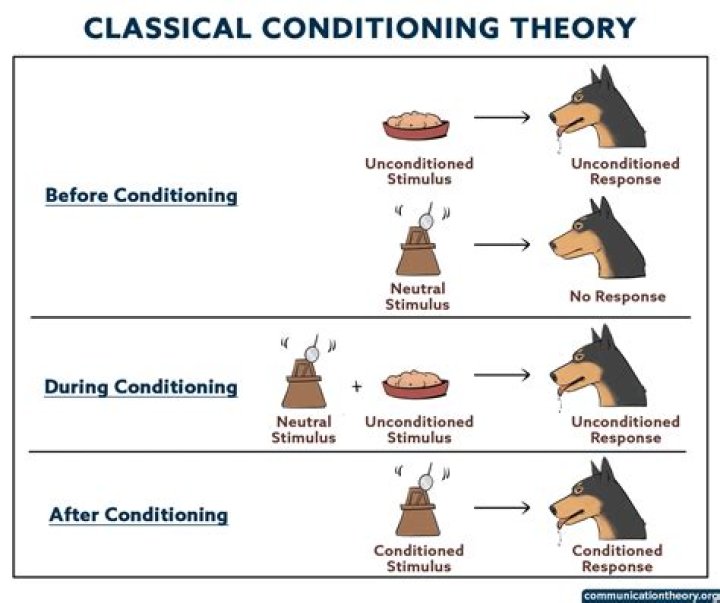What is learned in classical conditioning?