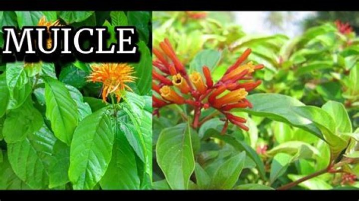 What is Muicle in English?