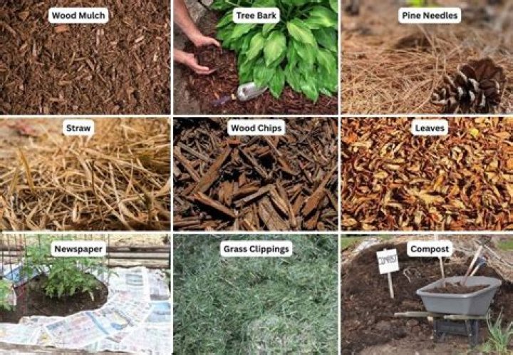 What is mulch treated with?