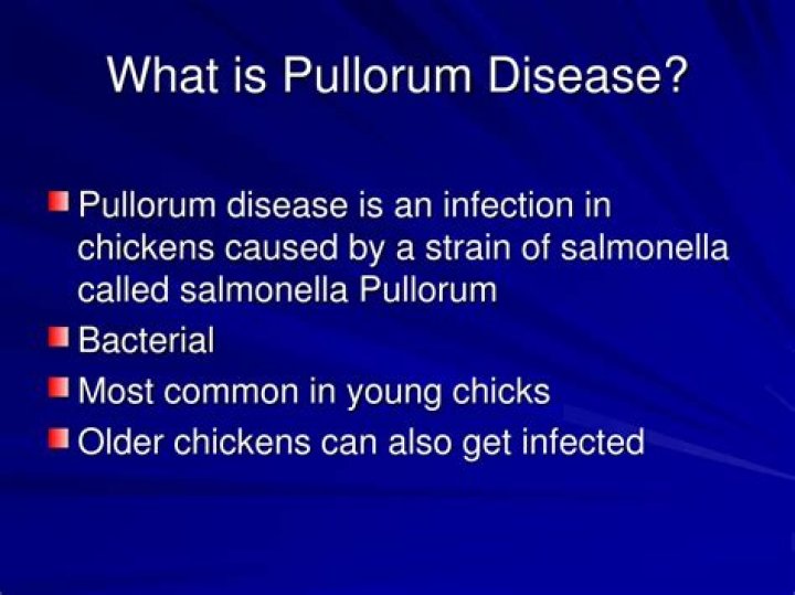 What is pullorum disease?