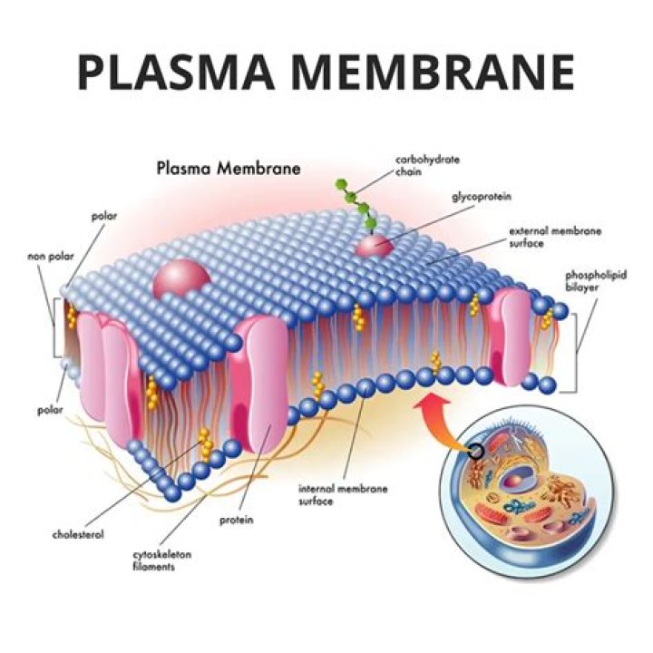 What is the best description of the cells plasma membrane?