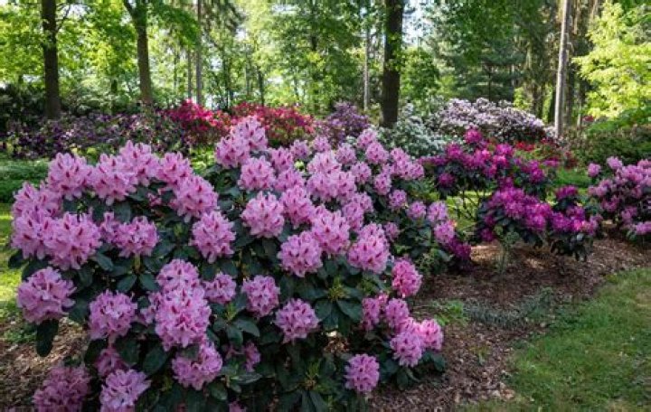 What is the best fertilizer for rhododendrons?