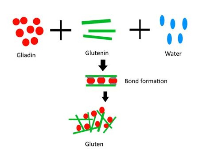 What is the chemical formula of gluten?