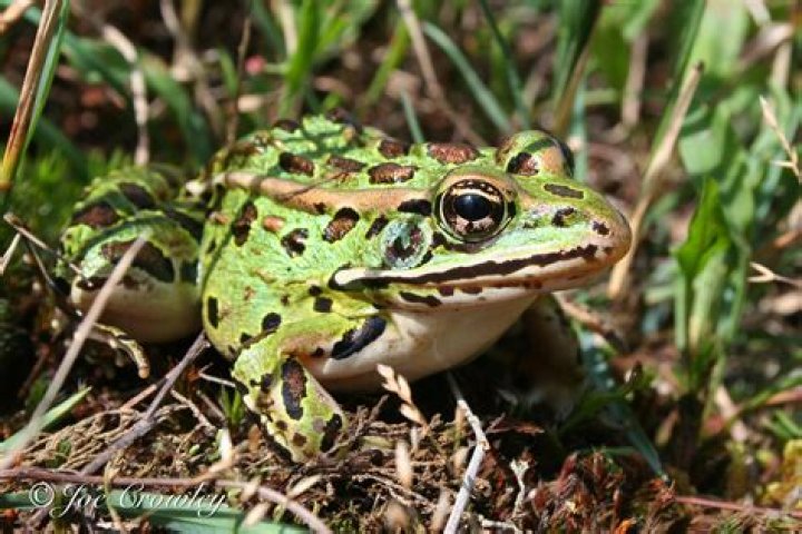 What is the classification of a leopard frog?
