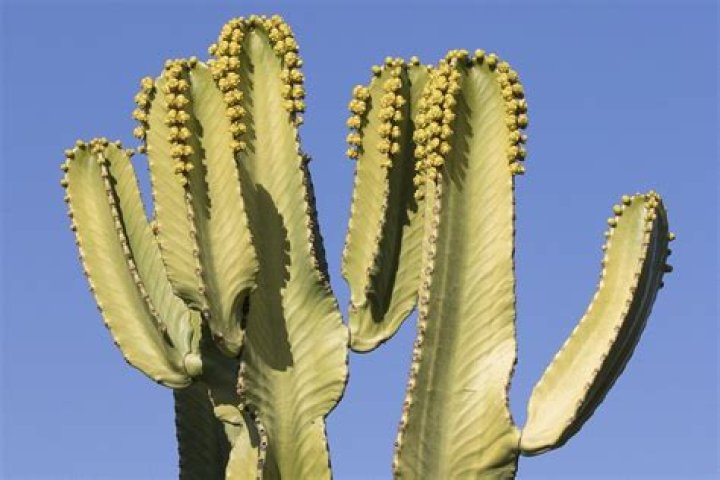 What is the difference between cactus and euphorbia?