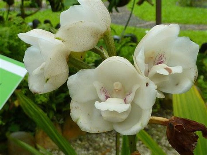What is the flower of Panama?