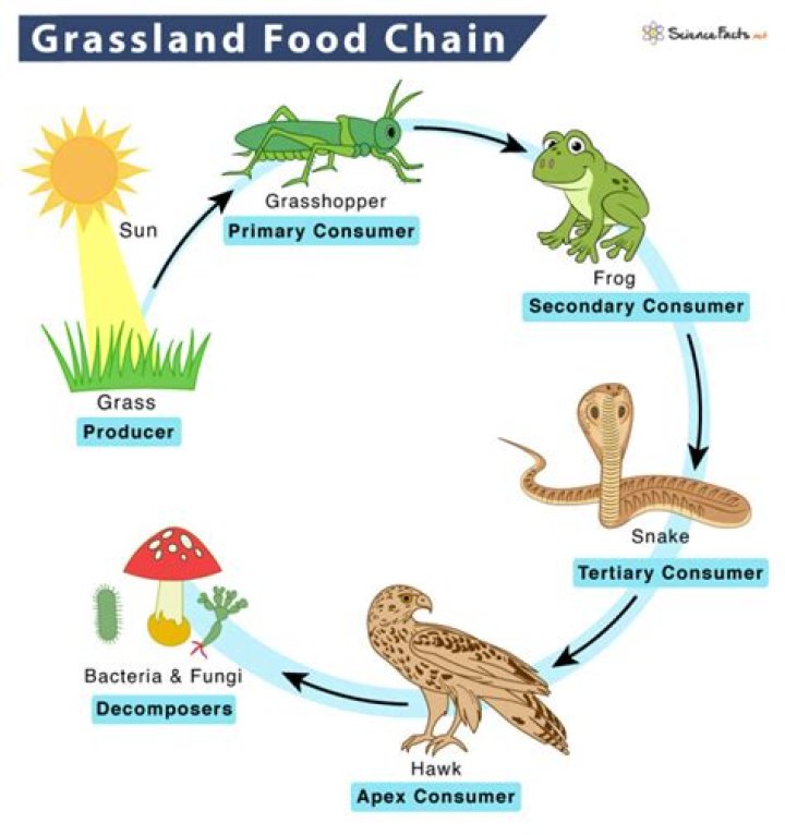 What is the food chain in the grasslands?