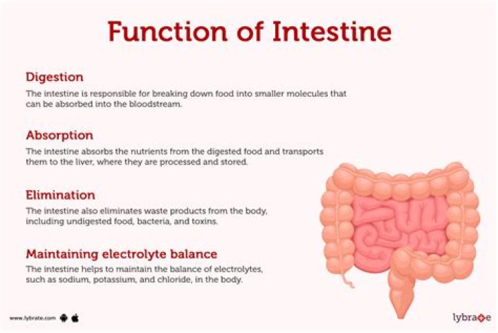 What is the function of the large intestine in a horse?