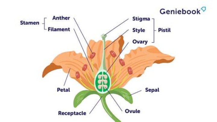 What is the function of the male flower parts?