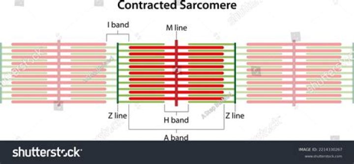 What is the H band in a sarcomere?