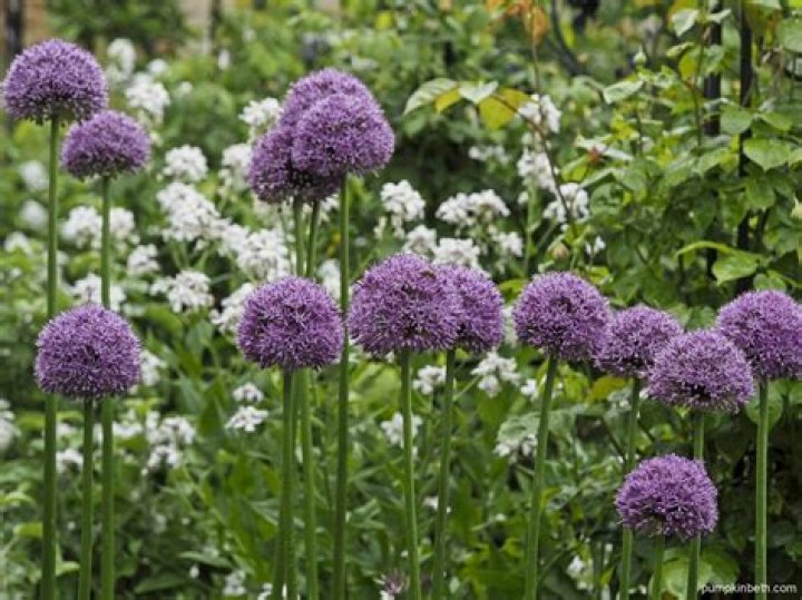 What is the largest allium flower?