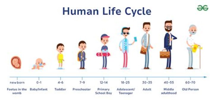 What is the life cycle of human?
