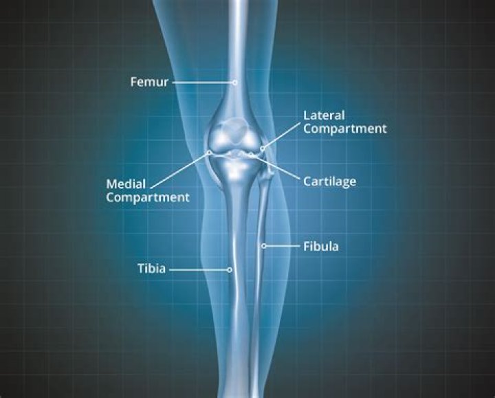 What is the medial part of the knee?