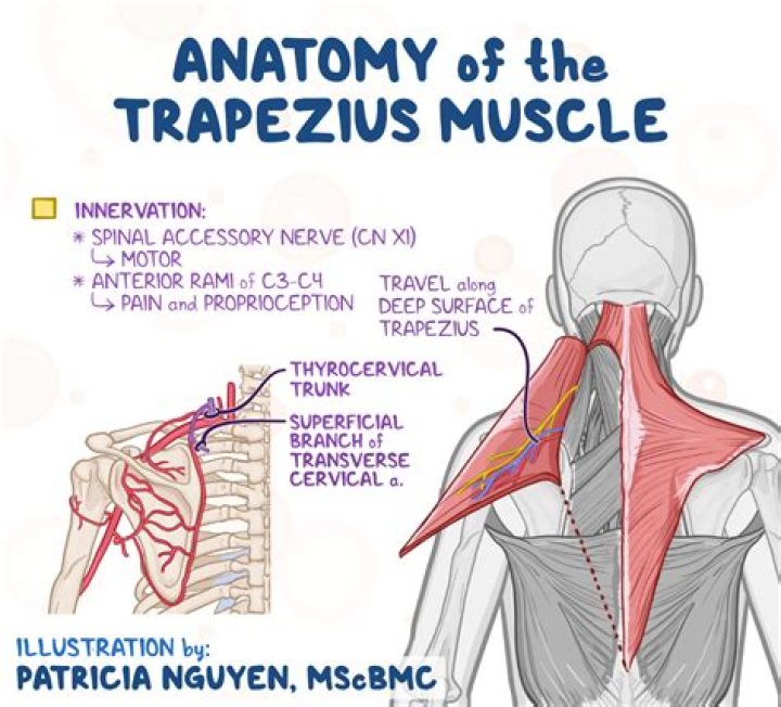 What is the origin and insertion of the trapezius muscle?