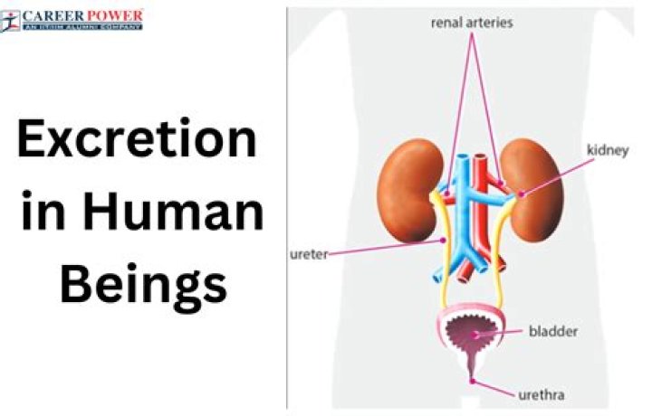 What is the purpose of excretion?