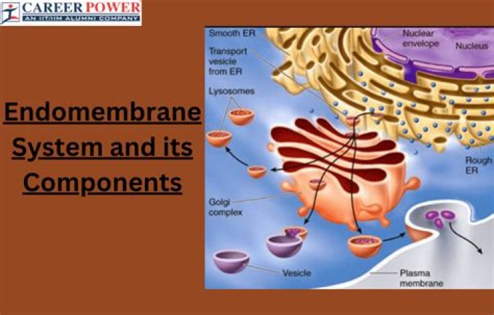 What is the purpose of the Endomembrane system?