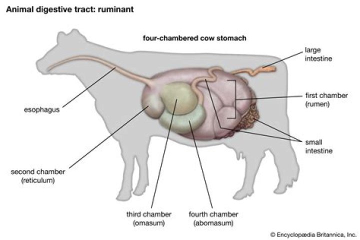 What is the ruminant stomach?