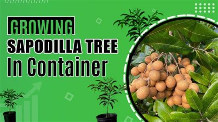 What is the sapodilla tree?