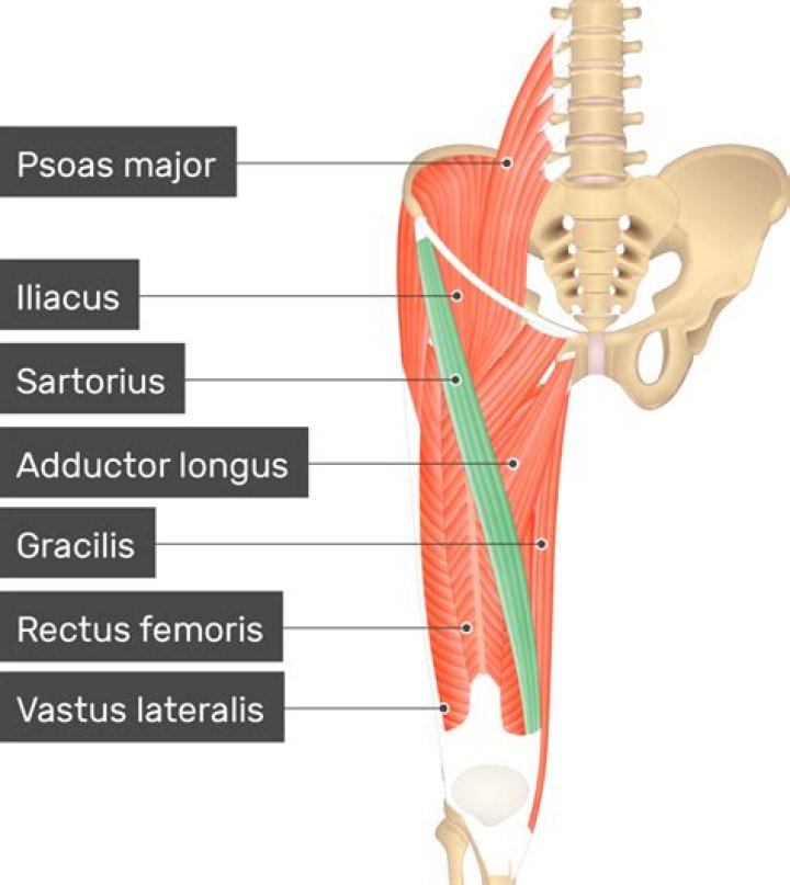 What is the Sartorius muscle used for?
