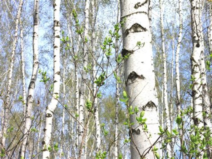 What is white birch used for?