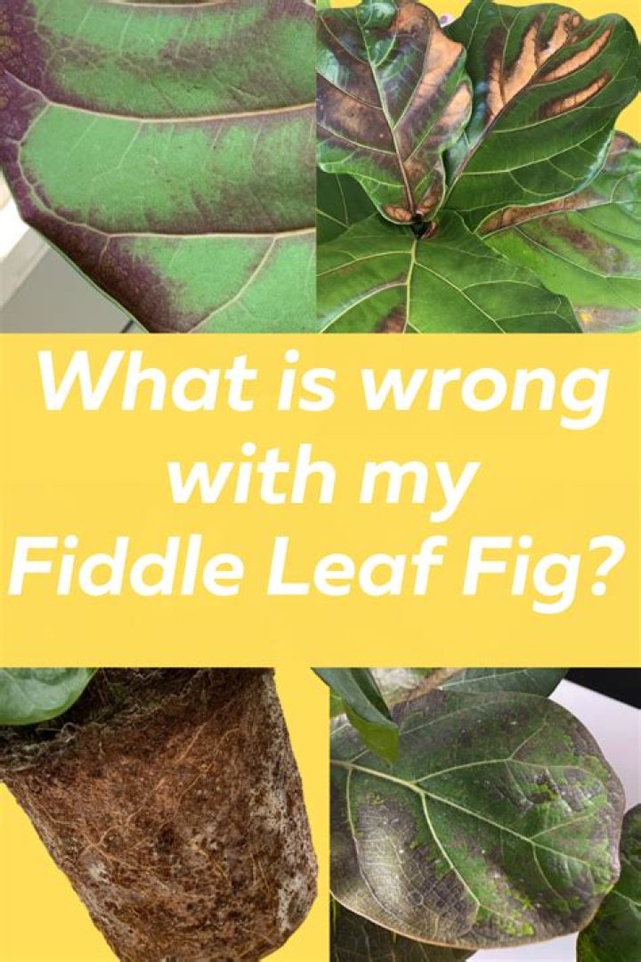 What is wrong with my fiddle leaf fig?