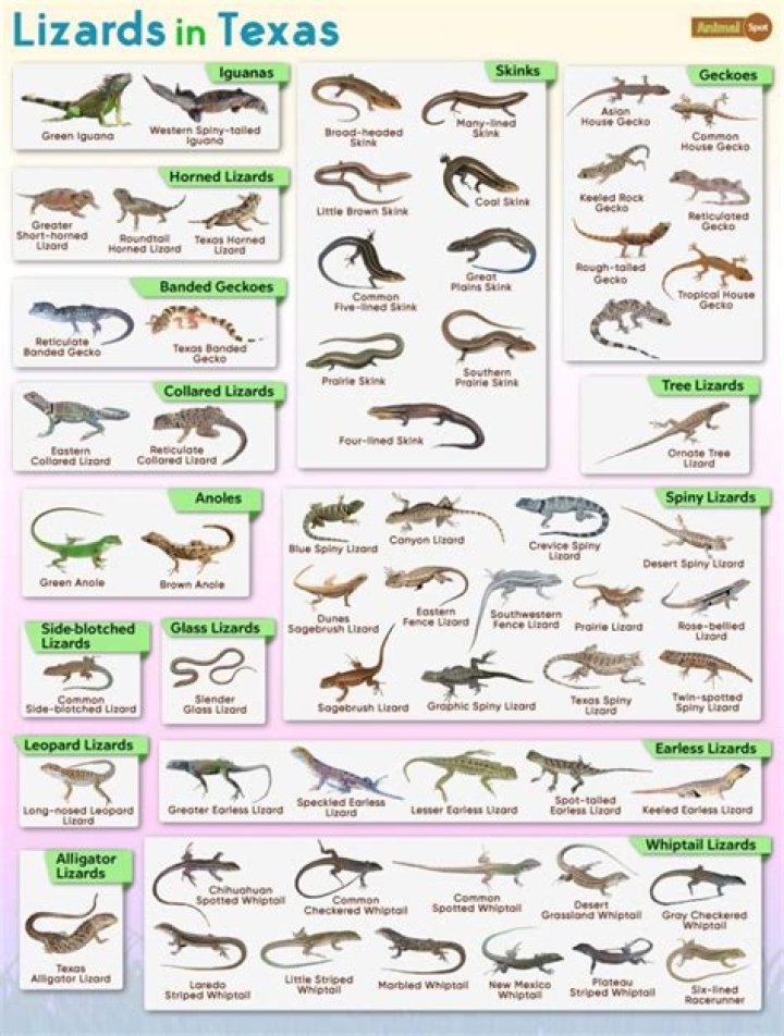 What kind of lizards live in Missouri?