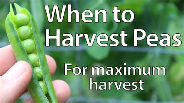 What month do you harvest peas?