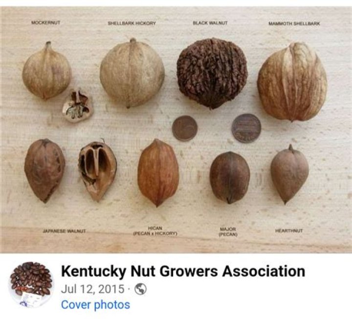 What nuts grow in Virginia?