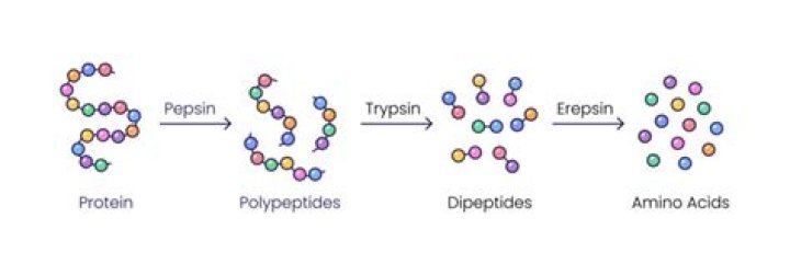 What organ produces Peptidases?